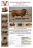 Excelsus Simbra Bull Dispersal Sale 18 August 2016