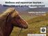 Wellness and equestrian tourism innovation and product development