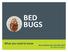 BED BUGS. What you need to know. Rosana Pellizzari, MD, CCFP, MSC, FRCPC No conflicts to declare.