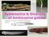 Systematics & Diversity of Amblyopine gobies. Edward O. Murdy & Koichi Shibukawa IPFC9
