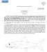 FAO SPECIES IDENTIFICATION SHEETS ALBULIDAE. Bonefishes