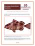 Commercial Red Grouper Fishing in the Gulf of Mexico States
