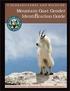 Mountain Goat Gender Identification Guide