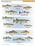 Fish Identification. Rainbow Trout Brown Trout. Walleye. White Perch. Striped Bass