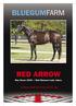 BLUEGUMFARM RED ARROW.   Bay Horse 2003 Red Ransom-Lady Jakeo